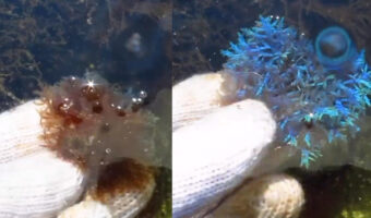 太陽光で青く輝く海藻!?凄く美しく生命の神秘を感じる海藻の動画が不思議!!