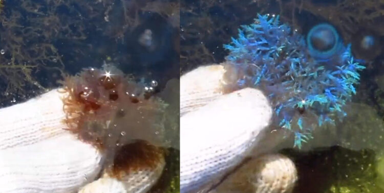 太陽光で青く輝く海藻！？凄く美しく生命の神秘を感じる海藻の動画が不思議！！
