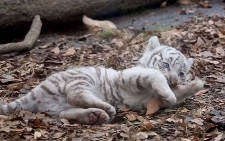 葉っぱで一人遊びする赤ちゃんホワイトタイガー、これは世界一かわいい映像かもしれない！