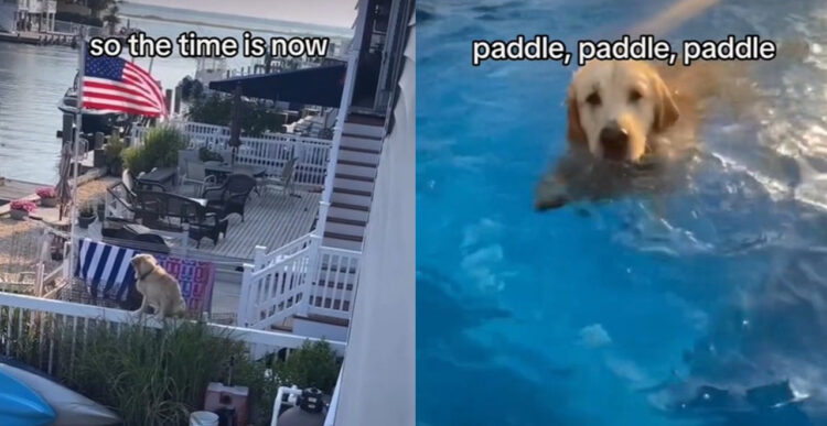 柵を乗り越えお隣さんのプールにドボン！連れ帰ろうとする飼い主を完全拒否するゴールデンがかわいすぎる