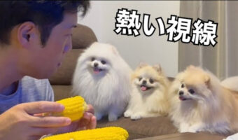 【名物】飼い主さんの食事に対する熱視線がハンパないポメラニアン3姉妹をご覧あれ！