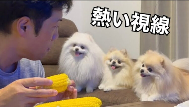 【名物】飼い主さんの食事に対する熱視線がハンパないポメラニアン3姉妹をご覧あれ！