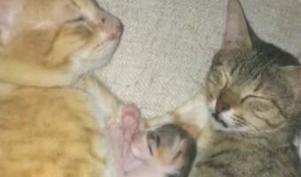 川の字になって寝る仲良し猫家族。幼い子猫を守るように寄り添う尊い光景にキュン!【海外・動画】