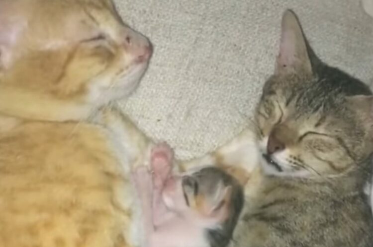 川の字になって寝る仲良し猫家族。幼い子猫を守るように寄り添う尊い光景にキュン！【海外・動画】