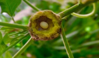 小さくて丸っこいこの物体は・・BB弾?昆虫の卵??いいえ違います!ハチドリの卵です!!【アメリカ・動画】