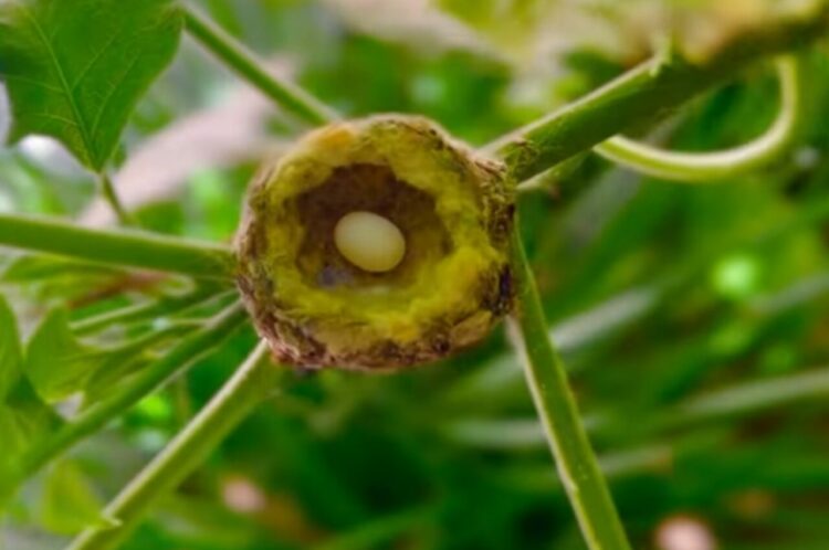 小さくて丸っこいこの物体は・・BB弾？昆虫の卵？？いいえ違います！ハチドリの卵です！！【アメリカ・動画】