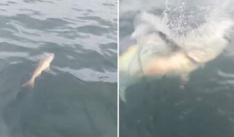 ド、ドロボー!!せっかく釣り上げたと思ったら大きな魚に獲物を横取りされちゃった