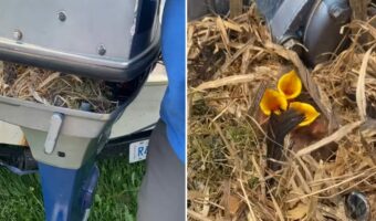 冬の間使うことのなかったボート。そのエンジン部分を久しぶりに点検したら・・あら、ビックリ！！【海外・動画】