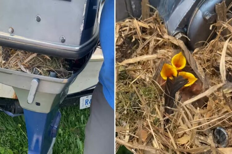 冬の間使うことのなかったボート。そのエンジン部分を久しぶりに点検したら・・あら、ビックリ！！【海外・動画】