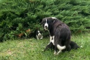 大好きなミルクの時間。お腹を空かせたボーダーコリーの子犬たちは茂みからぞろぞろと出てきます！【海外・動画】