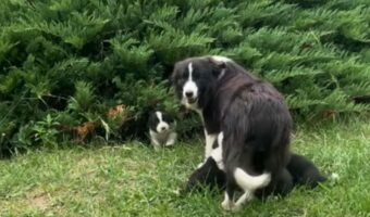 大好きなミルクの時間。お腹を空かせたボーダーコリーの子犬たちは茂みからぞろぞろと出てきます!【海外・動画】