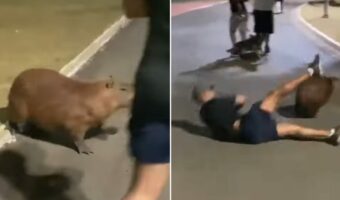 不運すぎるランナー。道路脇にいたカピバラが突如走り出し、横を走っていたランナーが轢かれてしまいました！！【海外・動画】