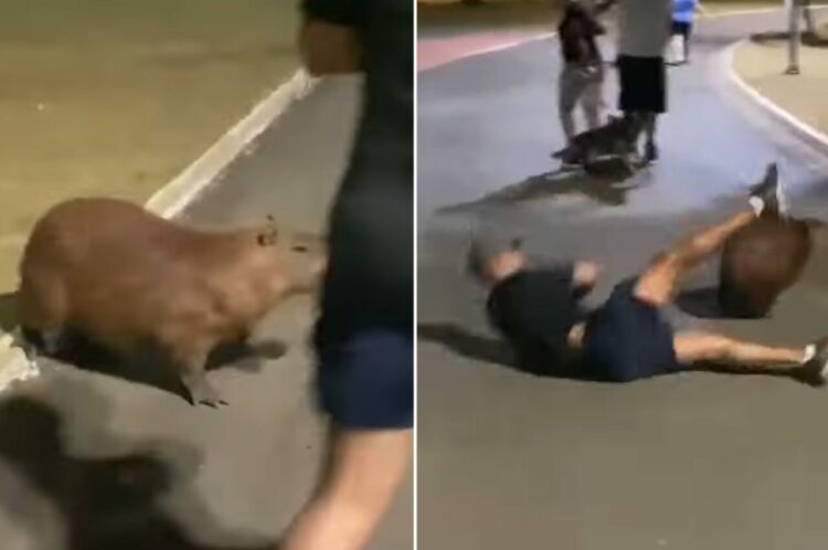 不運すぎるランナー。道路脇にいたカピバラが突如走り出し、横を走っていたランナーが轢かれてしまいました！！【海外・動画】