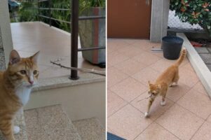 この猫なんだか犬みたい？木の枝を投げてもらってはダッシュで拾いに行きます！！