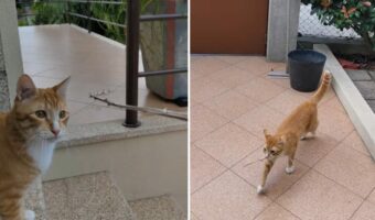 この猫なんだか犬みたい?木の枝を投げてもらってはダッシュで拾いに行きます!!