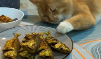 ごはんを狙う猫は演技派？美味しそうなごはんに手を伸ばしているところを飼い主さんに見つかると・・・