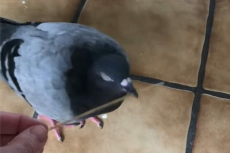 もらった枝を口にくわえてどこかに向かう鳩。実はこの枝、鳩にとって大至急欲しい物だったんです！！