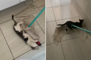 掃除のお手伝い？それとも遊びたがっているの？モップで床を掃除しようとしたら猫が・・・【海外・動画】