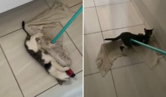掃除のお手伝い?それとも遊びたがっているの?モップで床を掃除しようとしたら猫が・・・【海外・動画】