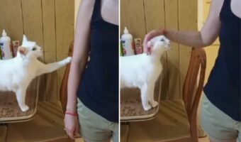 「ねぇ、ナデナデしてほしいの」猫の控えめだけど止まらないおねだりがいじらしくて愛らしい!【海外・動画】