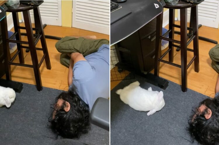 ウサギが床をホリホリからの・・コテッ！パパさんの動きを真似っこする姿がかわいすぎ！！【アメリカ・動画】