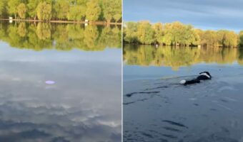 フリスビーが川に落ちちゃった！！しかし諦めきれない愛犬がなんと泳いでフリスビーを回収！！