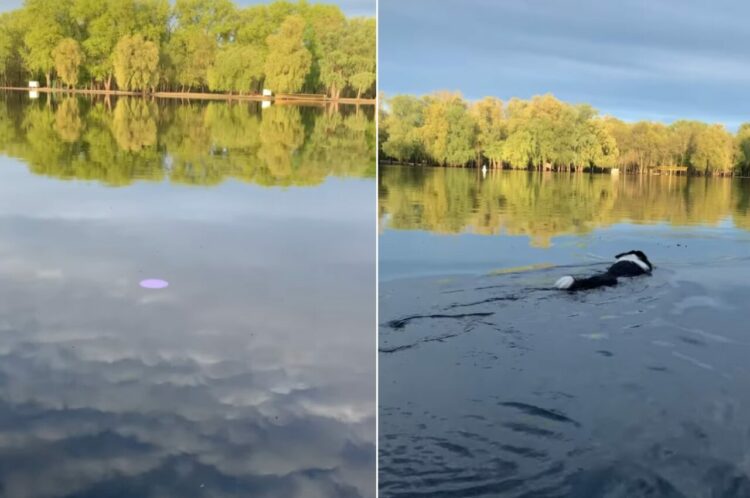 フリスビーが川に落ちちゃった！！しかし諦めきれない愛犬がなんと泳いでフリスビーを回収！！