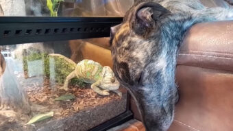 水槽越しに頭を合わせる愛犬とカメレオン。もしかしてふたりは親友なの！？