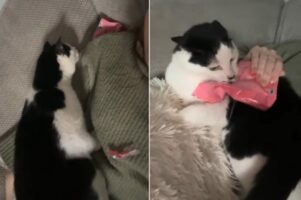 飼い主さんの体に乗ってきた猫。甘えてきたのかと思ったら・・本当の狙いにビックリ！！【海外・動画】