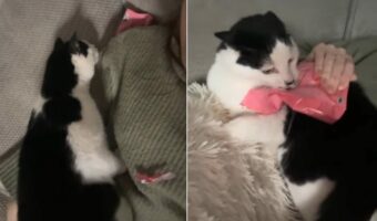 飼い主さんの体に乗ってきた猫。甘えてきたのかと思ったら・・本当の狙いにビックリ!!【海外・動画】