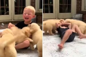 みんなでわちゃわちゃ！男の子と遊びたいゴールデンレトリバーの子犬たちの姿がハッピーと300万再生突破の大評判【アメリカ・動画】