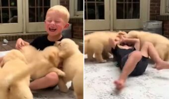 みんなでわちゃわちゃ!男の子と遊びたいゴールデンレトリバーの子犬たちの姿がハッピーと300万再生突破の大評判【アメリカ・動画】