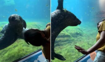 真似っ子するアザラシ。ガラス越しに女性の動きを真似して頭を右に左にと振る姿がかわいすぎる!!【アメリカ・動画】