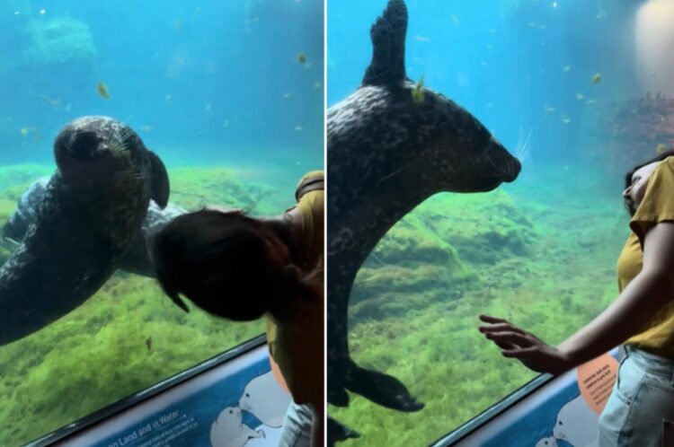 真似っ子するアザラシ。ガラス越しに女性の動きを真似して頭を右に左にと振る姿がかわいすぎる！！【アメリカ・動画】