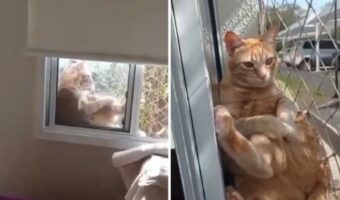 窓辺でチルタイム中の猫を目撃。悠々と日光浴を楽しんでいるその姿は人間みたい!!【海外・動画】