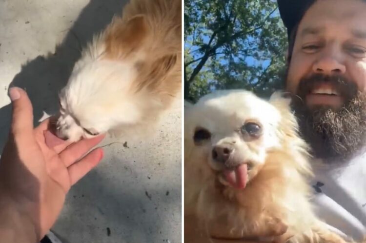 新しい家族との出会い。仕事中にひとりぼっちのチワワと出会った男性は、この子を家族として迎えました！【アメリカ・動画】