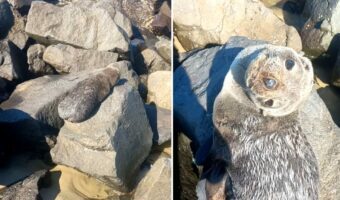 ビーチの岩場で日向ぼっこ中のアザラシ。つぶらな瞳で上目遣いしてくる姿がかわいすぎる！！【海外・動画】