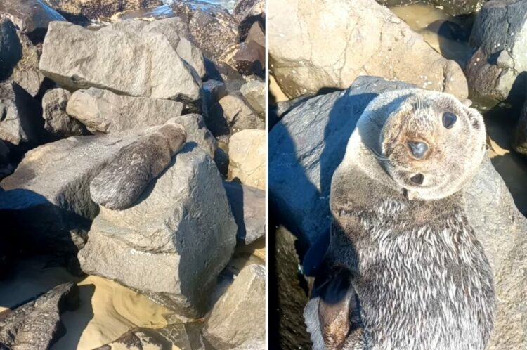 ビーチの岩場で日向ぼっこ中のアザラシ。つぶらな瞳で上目遣いしてくる姿がかわいすぎる！！【海外・動画】