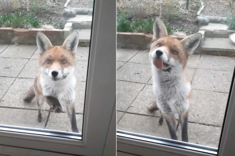 「家に入れてよ！」って言ってる？『かわいいお客さん』がノックしたりペロペロ舐めてアピールしています！【海外・動画】