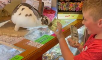 世界一かわいいレジスタッフ！？愛らしいルックスと立派な働きぶりでお客さんを笑顔にするのは・・ウサギ！！【アメリカ・動画】