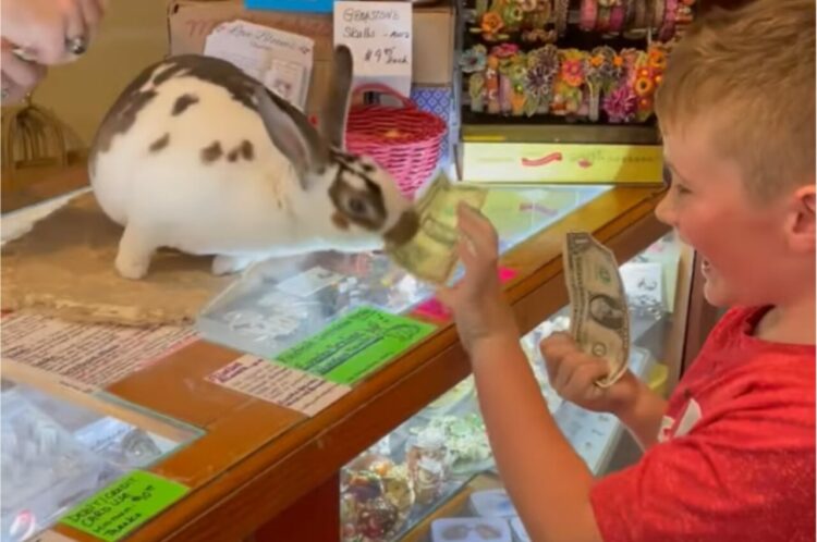 世界一かわいいレジスタッフ！？愛らしいルックスと立派な働きぶりでお客さんを笑顔にするのは・・ウサギ！！【アメリカ・動画】