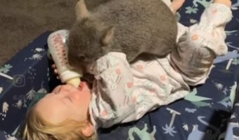 ウォンバットと赤ちゃんは大の仲良し！一緒に遊んだり、ぴったりくっついて楽しそう！！【海外・動画】