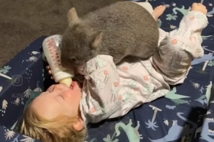 ウォンバットと赤ちゃんは大の仲良し！一緒に遊んだり、ぴったりくっついて楽しそう！！【海外・動画】
