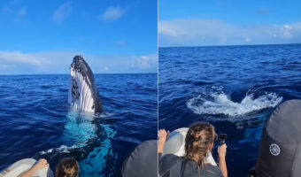 クジラが船のすぐそばにやってきた!遊ぶようなその姿にビックリ!!【海外・動画】