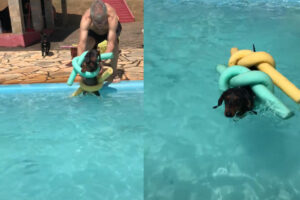 プールで泳ぎたがっていた愛犬のために・・プールスティックで即席のライフジャケットが出来上がり！！【海外・動画】