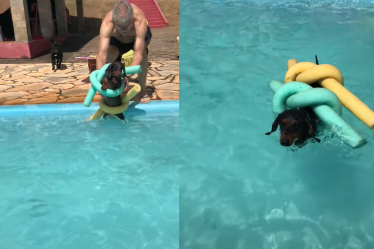 プールで泳ぎたがっていた愛犬のために・・プールスティックで即席のライフジャケットが出来上がり！！【海外・動画】