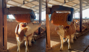 気分のいいマッサージの時間?ウシが巨大ブラシに体を当てて気持ちよさそう!!【海外・動画】