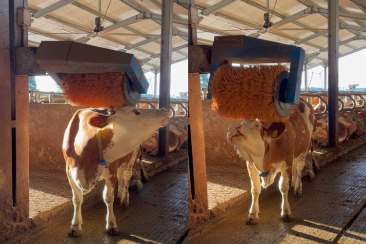 気分のいいマッサージの時間？ウシが巨大ブラシに体を当てて気持ちよさそう！！【海外・動画】