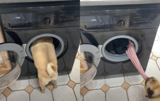 パグがお手伝いしてくれている！？洗濯機に頭を入れて洗濯物を一つひとつ取り出してくれるみたい！！【海外・動画】
