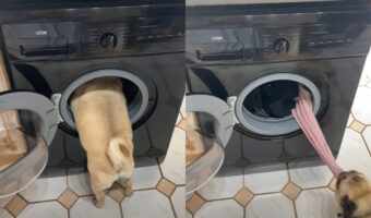 パグがお手伝いしてくれている!?洗濯機に頭を入れて洗濯物を一つひとつ取り出してくれるみたい!!【海外・動画】